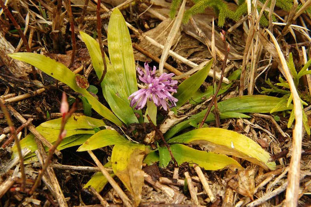 野反湖のショウジョウバカマはちっこい！　亜高山帯で寒いせいか？　高さは10cmあるかどうか。