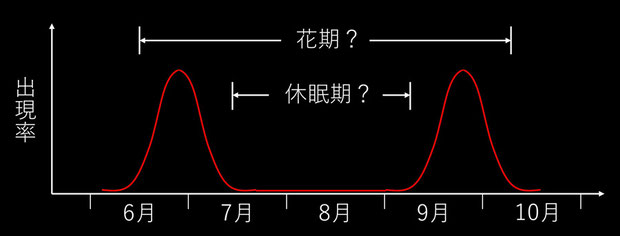 7年ほど観察したマヤランの出現率のイメージはこんな感じ。　今後裏付けの観察が必要です