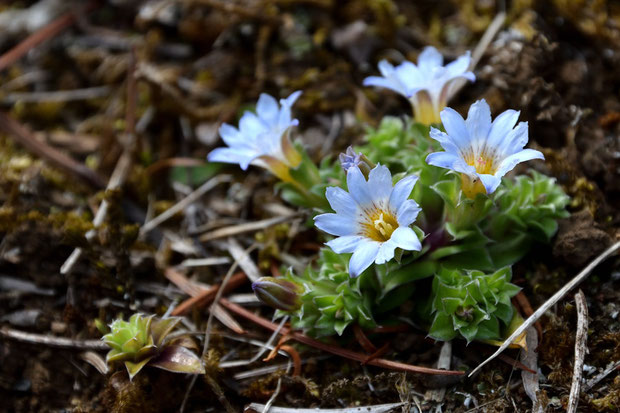 コケリンドウ　春の優しい陽光の下、コケちゃんが元気よく開花していた