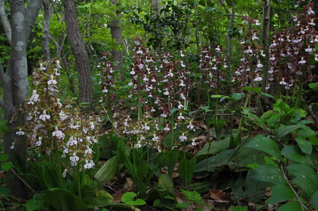 　エビネ　2012.05.01　神奈川県　　確証はないのですが...　どうも植栽の臭いがぷんぷんします