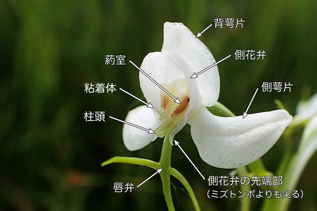 オオミズトンボの花の各部の名称