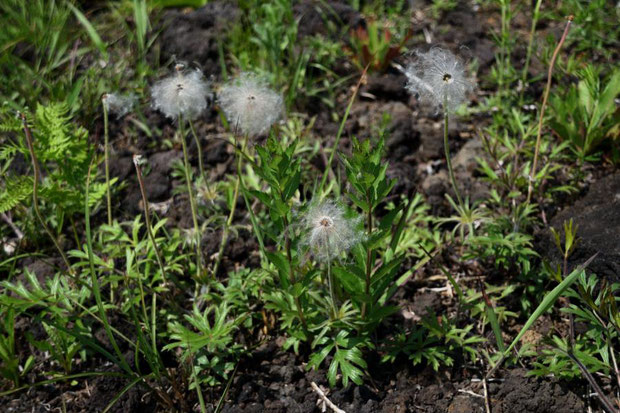 オキナグサ (翁草)　キンポウゲ科 オキナグサ属　　白い髭のような果実になっていた