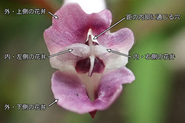 ＃１１　ジロボウエンゴサクの花の正面　　　　2016.03.21　茨城県 西南部　alt=13m