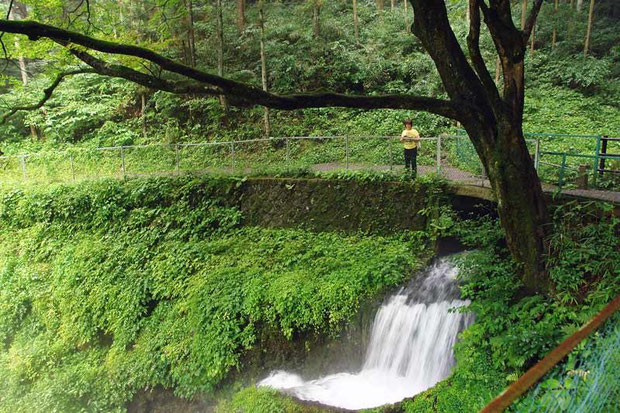 湧水にしては、すごい水量でしょう？