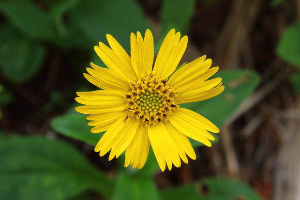 筒状花の筒部にわずかに軟毛があるのがエゾウサギギクの特徴だが... 　花を分解しないと見えないので確認はできなかった