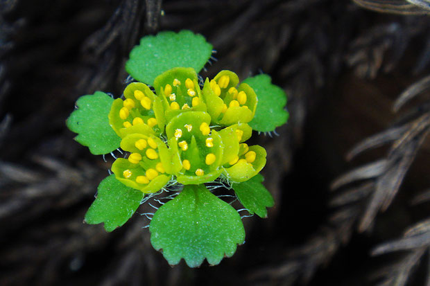 オオコガネネコノメの花　　萼片は角ばり、雄しべは萼片より突出しません