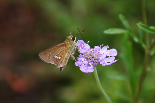 アシタカマツムシソウに吸蜜に来たイチモンジセセリ