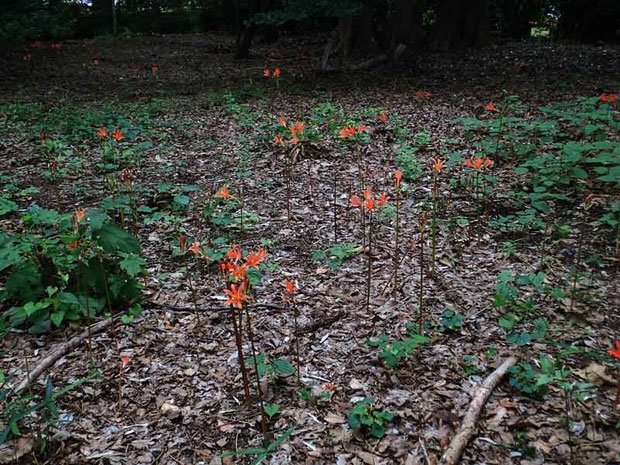 キツネノカミソリ自生地。　2014年8月17日の状態