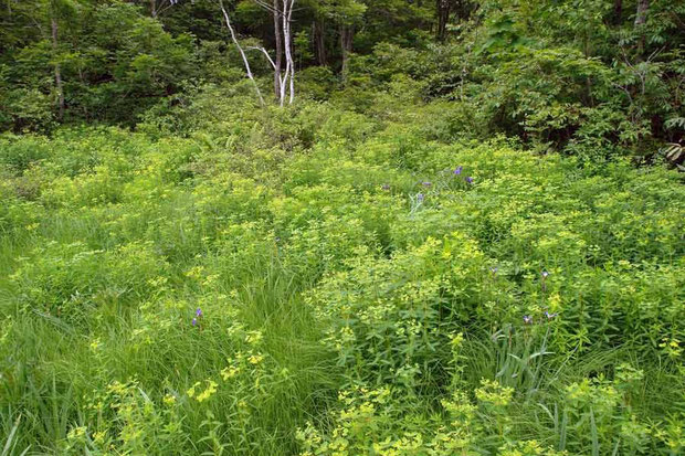 　ハクサンタイゲキ　(白山大戟)　トウダイグサ科　　Euphorbia togakusensis