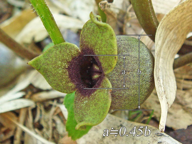 ミクニサイシンの花　緑色タイプ　　開口部は萼筒外径の半分以下だった