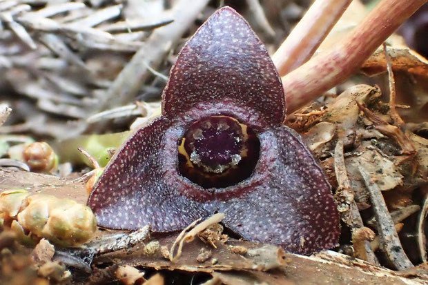 ミチノクサイシンの花の正面　　雄しべは12個、花柱は6個あるのですが、よく見えない・・