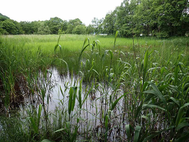 ようやく湿地に到着。　遠くにコウホネが咲いているのが見える。