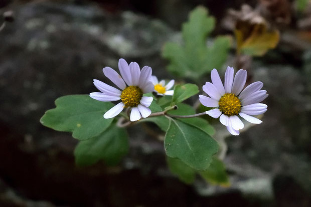 リュウノウギク　　ほんのかすかに紫色が入った花があった