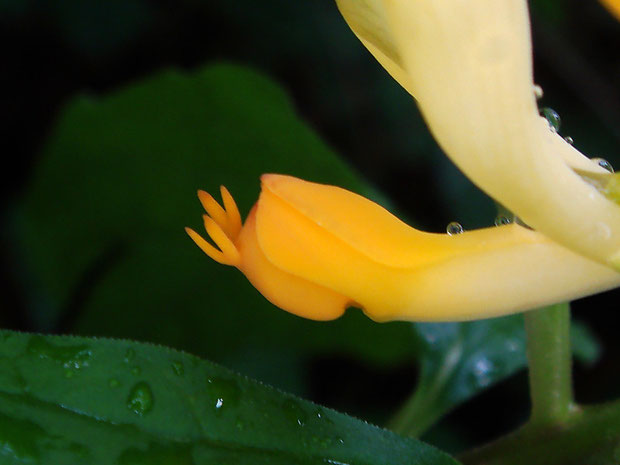 カキノハグサの花の先端部の付属体