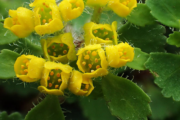 オオコガネネコノメソウに花弁はなく、鮮やかな黄色で立ち上がる部分は萼片。　雄しべは8個で、萼片より短い