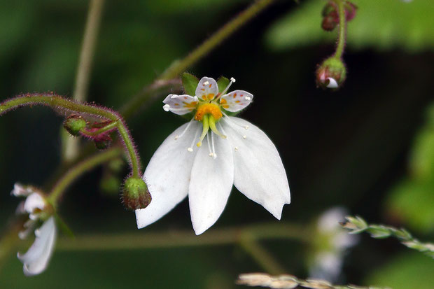 ユキノシタの変わり花　普通の花の3倍大きく、下側の下弁が１個多い。　雄しべも２個多く１２個あった