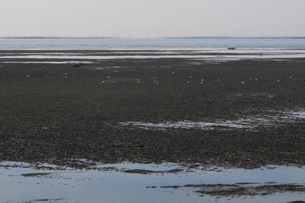 本当に遠浅　野鳥観察にも魅力的な場所でしょう　シギなどもいました