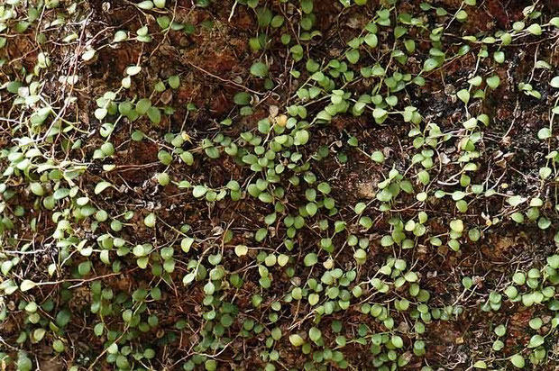 マメヅタランの葉。　遠目にはシダ植物のマメヅタに似ているが、葉はずっと小さい。