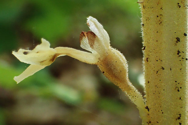 サカネラン花茎下部の花。　上部と形状が異る。　こちらにも微細な腺毛が密生していた。