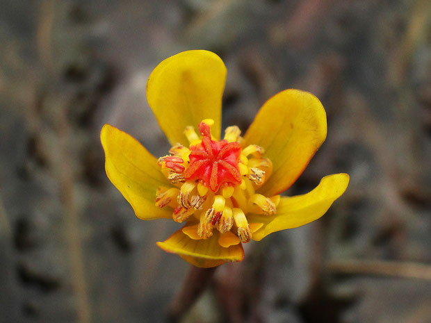 シモツケコウホネの花