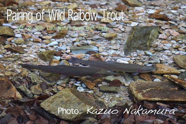 Pairing of Wild Rainbow Trout at Lake Nozori, Gunma Pref. Japan     Oct.29, 2011