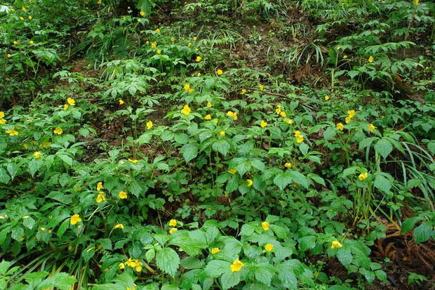 ヤマブキソウ　(山吹草)　ケシ科 ヤマブキソウ属　2007.05.19　群馬県中之条町