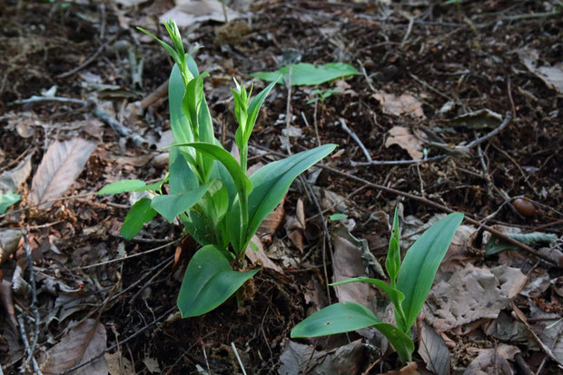 オオバノトンボソウ (大葉の蜻蛉草)　ラン科 ツレサギソウ属　　花は来月末くらいかな？