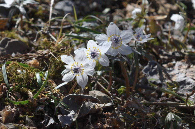 セツブンソウの花は、逆光も、またきれい