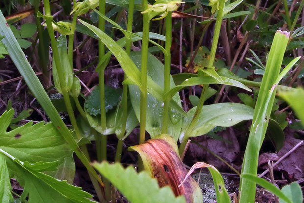 ＃８　タカネサギソウの茎の下部　　2015.07.19　長野県