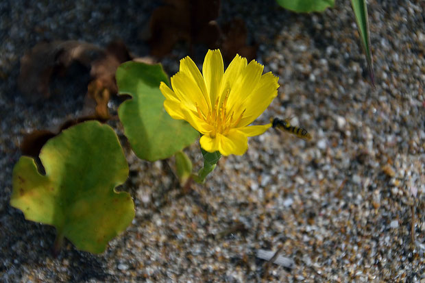 ハマニガナ (浜苦菜)　キク科 ニガナ属　　海岸の砂地に生え、地下茎を長く伸ばして増えます