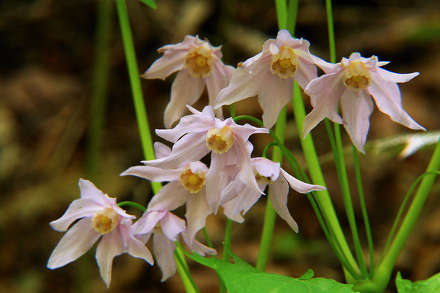 トガクシショウマ　Ranzania japonica