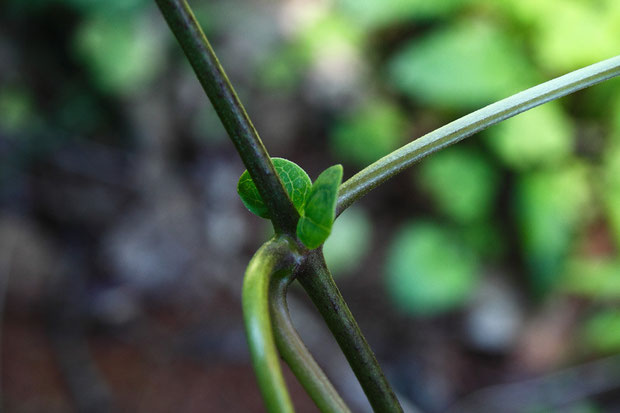 タンザワイケマの托葉。　大きくしっかりしている。　この点でも先の似た植物は異なります。