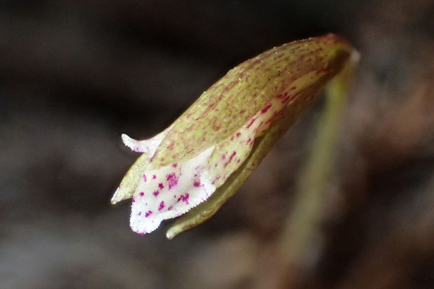 ムカゴサイシンの花はやや筒状で、ほとんど開きません。　側花弁はやや外側に反り返っていました