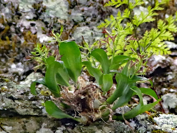 クモイジガバチ　　どうにかこうにか、唇弁の形状がわかる