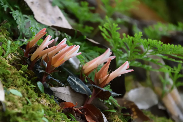 ベニシュスランの花は、細長い花冠と、その独特な色合いが特徴です