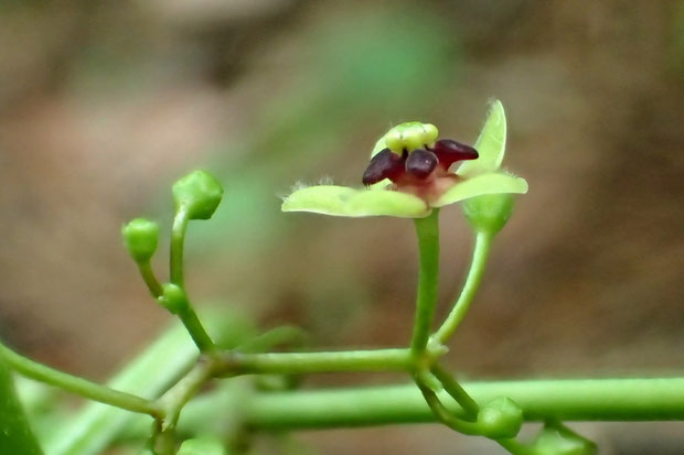 オオカモメヅルの花の側面