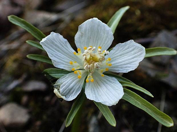 白花のセツブンソウは、葯、花糸、雌しべも薄いクリーム色でした。　葉の色も薄い感じ