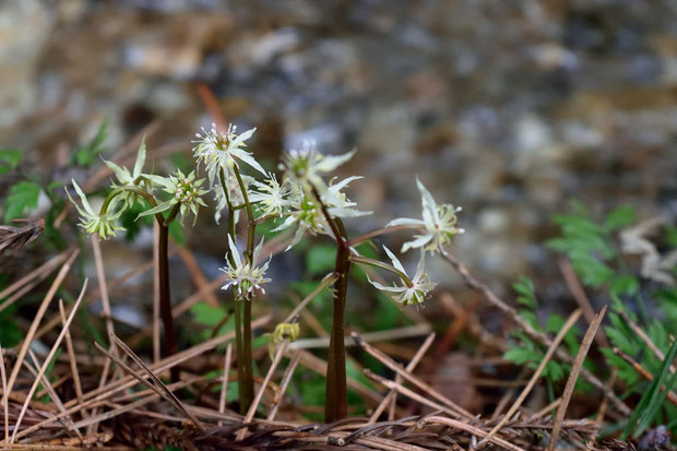 この花色はウスギオウレンに見える