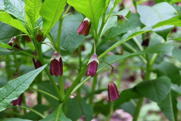 ハシリドコロの花。この植物に触れた手で目をこすると、瞳孔が開いてしまうことがあるらしい（怖！）