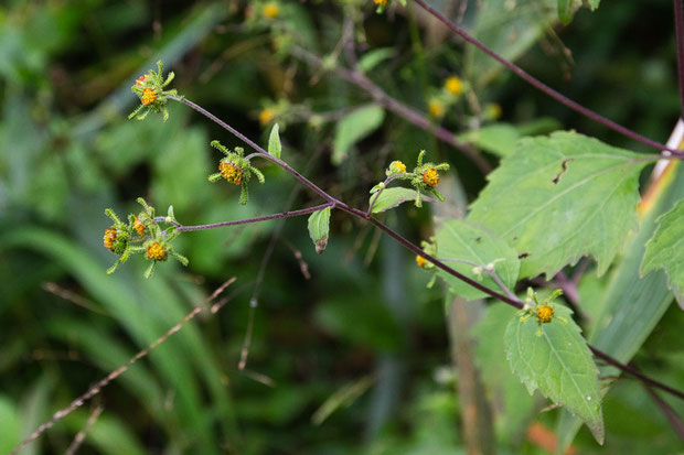 メナモミと比べるとコメナモミの茎の毛は少なく、短い。