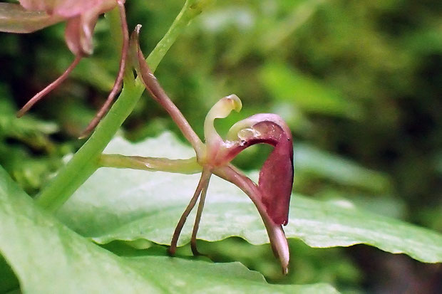 フガクスズムシソウの花の横顔　唇弁が大きく屈曲していて、スズムシソウよりクモキリソウに似ている