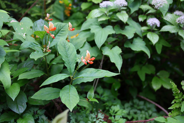 カキノハグサの花の終わりは、このようになるのだね。　最後まで楽しませてくれる花です