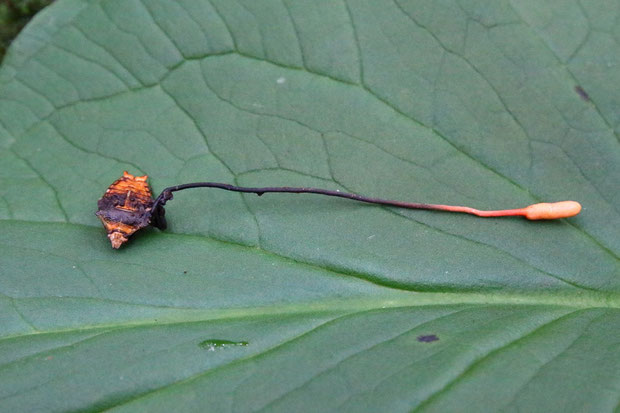 カメムシタケ　　冬虫夏草の一種　カメムシの成虫に感染するキノコだそうです