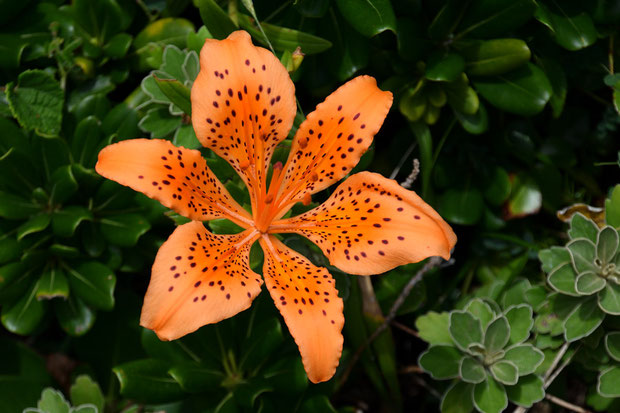 花被片の間に隙間があり透けて先が見えることがスカシユリの名の由来。　他の地域のものより隙間が広く見えた