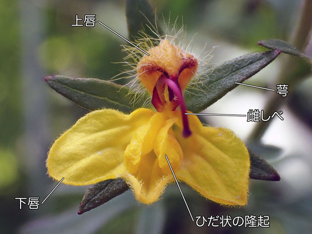 ヒキヨモギの花の構造（上唇、下唇、雌しべ、萼）