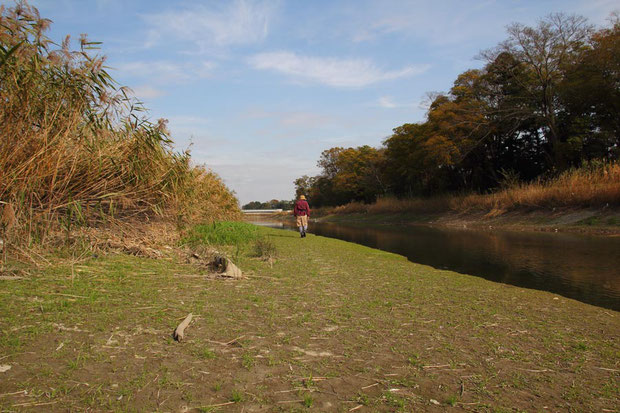 行田市のキタミソウ自生地　　このような環境が減ったことが数を減らしている原因のようです