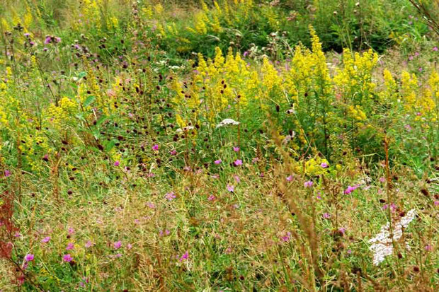 　人が植えた100万本のユリより、こんな風景が好き