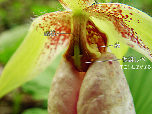 クマガイソウの花の構造（蕊柱、葯、仮雄しべ、柱頭）　2004.04.17　埼玉県