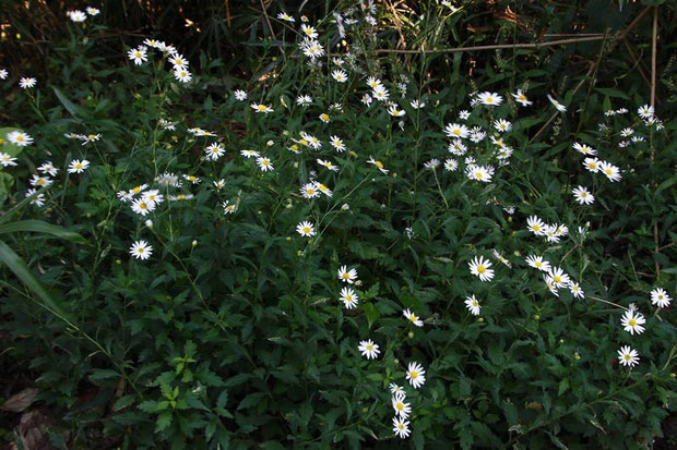 ユウガギク (柚香菊)　キク科 シオン属