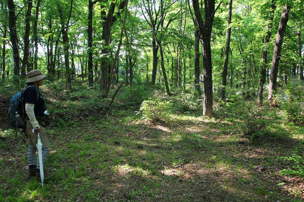 セイタカスズムシソウは明るい落葉樹林下にいました。　土は乾いた感じで薄く、石や岩が多かった。